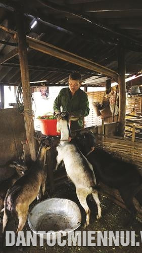 Đi nhiều nơi, học hỏi nhiều người, anh Quàng Văn Phiêu quyết chí làm giàu trên chính mảnh đất quê hương