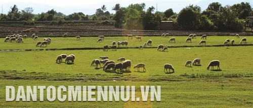 Chăn nuôi cừu trên địa bàn huyện Ninh Phước (Ninh Thuận)