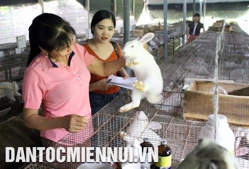 Thỏ sinh sản qua lứa đầu, khi kiểm tra thấy niêm mạc âm hộ thỏ cái sưng, mẩy và có màu đỏ là thỏ có biểu hiện động dục. Ảnh: Tùng Lâm Thỏ sinh sản qua lứa đầu, khi kiểm tra thấy niêm mạc âm hộ thỏ cái sưng, mẩy và có màu đỏ là thỏ có biểu hiện động dục. Ảnh: Tùng Lâm