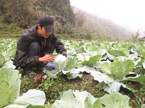 Thường xuyên kiểm tra và diệt sâu bệnh kịp thời cho rau bắp cải