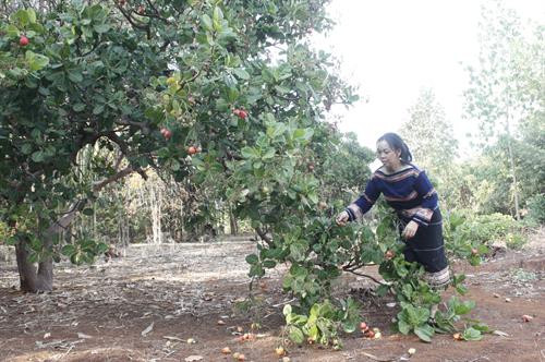 Chị Rơ Chăm Hoa trong vườn điều trĩu quả chuyển đổi từ diện tích trồng cà phê kém năng suất. Ảnh: Hồng Điệp - TTXVN Chị Rơ Chăm Hoa trong vườn điều trĩu quả chuyển đổi từ diện tích trồng cà phê kém năng suất. Ảnh: Hồng Điệp - TTXVN