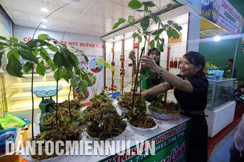 Đồng bào huyện Nam Trà My nô nức mang sâm Ngọc Linh đến bán tại Lễ hội. Ảnh: Đỗ Trưởng Lễ hội sâm Ngọc Linh lần thứ 3 - 2019 thu hút trên 2.500 lượt khách đến tham quan, mua sắm với doanh thu hơn 10,5 tỷ đồng, riêng mặt hàng sâm củ bán được khoảng 110 kg. Ảnh: Đỗ Trưởng