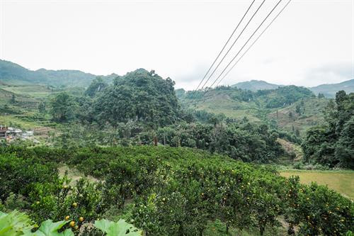 Những đồi quýt quả trĩu vàng, lá xanh ngăn ngắt ở Mường Khương, Lào Cai. Ảnh: news.zing.vn