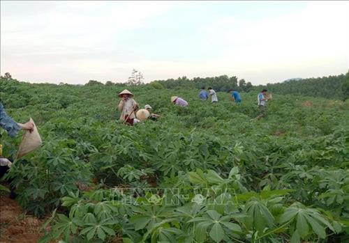 Người dân huyện miền núi Như Xuân, tỉnh Thanh Hóa cải tạo vườn tạp để nâng cao thu nhập.Ảnh: Nguyễn Nam-TTXVN Người dân huyện miền núi Như Xuân, tỉnh Thanh Hóa cải tạo vườn tạp để nâng cao thu nhập.Ảnh: Nguyễn Nam-TTXVN