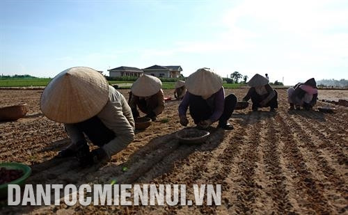 Mỗi năm, người dân Lý Sơn chỉ sản xuất được một vụ tỏi và tỏi được xem là cây trồng chính mang lại nguồn thu nhập chủ yếu cho người dân Lý Sơn. Ảnh: Song Hùng Những cánh đồng tỏi chạy dài tới tận mép biển. Ảnh: Song Hùng