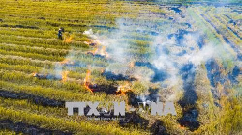 Người dân đốt rơm rạ trên đồng và ven quốc lộ gây ảnh hưởng mất ATGT cho các phương tiện tham gia giao thông. Ảnh: Minh Đức - TTXVN
