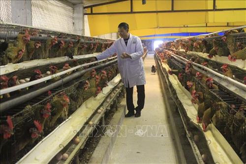 Trang trại được đầu tư khoảng 40 tỷ đồng, giải quyết việc làm thường xuyên cho 30 lao động địa phương. Ảnh: Nguyễn Thắng - TTXVN Trang trại được đầu tư khoảng 40 tỷ đồng, giải quyết việc làm thường xuyên cho 30 lao động địa phương. Ảnh: Nguyễn Thắng - TTXVN