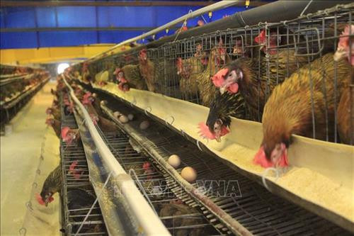 Trang trại có 35.000 con gà bố mẹ, 40 máy ấp trứng, sản lượng 15.000 con giống xuất xưởng/ngày. Ảnh: Nguyễn Thắng - TTXVN Trang trại có 35.000 con gà bố mẹ, 40 máy ấp trứng, sản lượng 15.000 con giống xuất xưởng/ngày. Ảnh: Nguyễn Thắng - TTXVN
