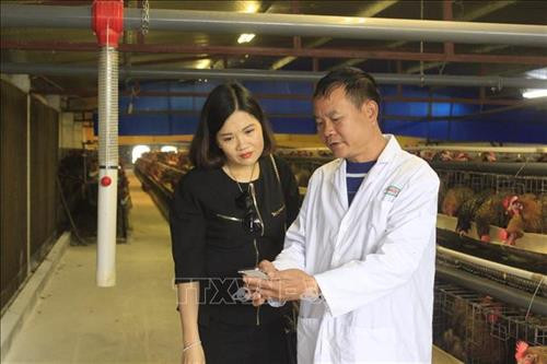 Ông Ngọc giới thiệu các khâu kiểm soát nhiệt độ, thức ăn nước uống trong chuồng nuôi, nhiệt độ trạm ấp qua phần mềm kết nối mạng internet trên smartphone. Ảnh: Nguyễn Thắng - TTXVN Ông Ngọc giới thiệu các khâu kiểm soát nhiệt độ, thức ăn nước uống trong chuồng nuôi, nhiệt độ trạm ấp qua phần mềm kết nối mạng internet trên smartphone. Ảnh: Nguyễn Thắng - TTXVN