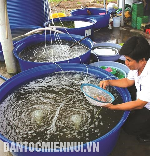 Cua giống sau khi sinh từ 5 - 7 ngày là có thể xuất bán Cua giống sau khi sinh từ 5 - 7 ngày là có thể xuất bán