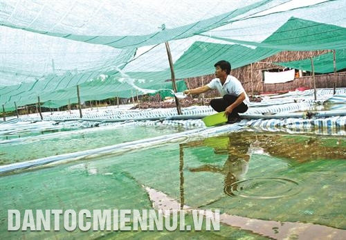 Ương, nuôi cua giống hiện đang được nhân rộng ở huyện Năm Căn, nhờ tập hợp được lao động nhàn rỗi, tận dụng những khu đất trống và cho hiệu quả kinh tế cao Ương, nuôi cua giống hiện đang được nhân rộng ở huyện Năm Căn, nhờ tập hợp được lao động nhàn rỗi, tận dụng những khu đất trống và cho hiệu quả kinh tế cao