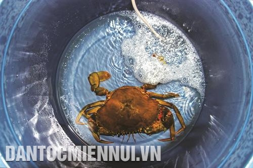 Cua mẹ được thả nuôi để chờ lên trứng Cua mẹ được thả nuôi để chờ lên trứng