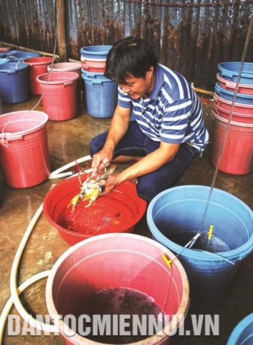 Nhu cầu thị trường lớn, nghề ương, nuôi cua giống đã giúp nhiều hộ đồng bào dân tộc ở Cà Mau vươn lên thoát nghèo Nhu cầu thị trường lớn, nghề ương, nuôi cua giống đã giúp nhiều hộ đồng bào dân tộc ở Cà Mau vươn lên thoát nghèo