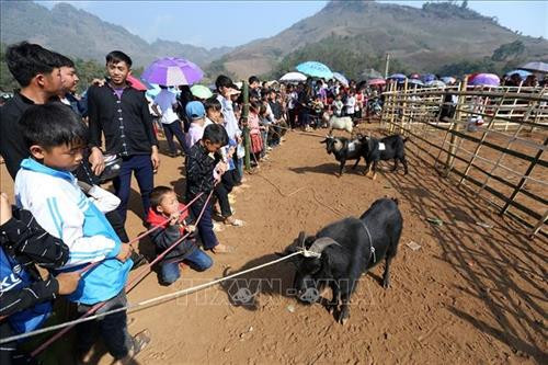 Công tác chuẩn bị nơi chọi dê được tiến hành từ sáng sớm. Ảnh: Phan Tuấn Anh - TTXVN Người dân mang dê đến thi đấu tại xã Xá Nhè. Tiêu chuẩn của dê chọi là dê đực từ 2 tuổi trở lên, ngoại hình cân đối, khỏe mạnh, sừng chắc khỏe, chân móng to, nhanh nhẹn, linh hoạt, không nhiễm các bệnh về gia súc. Ảnh: Phan Tuấn Anh - TTXVN Để cân trọng lượng dê, các chủ dê phải bế từng con lên cân. Ảnh: Phan Tuấn Anh - TTXVN Để kích thích các “đấu sĩ” dê thi đấu, trọng tài cầm sừng của các đối thủ cọ vào nhau. Ảnh: Phan Tuấn Anh - TTXVN Những "đấu sĩ" dê được buộc riêng trước khi thi đấu. Ảnh: Phan Tuấn Anh - TTXVN Tiêu chuẩn của dê chọi là dê đực từ 2 tuổi trở lên, ngoại hình cân đối, khỏe mạnh, sừng chắc khỏe, chân móng to, nhanh nhẹn, linh hoạt, không nhiễm các bệnh về gia súc. Ảnh: Phan Tuấn Anh - TTXVN Miếng đánh “hổ vồ” của dê số 13. Ảnh: Phan Tuấn Anh - TTXVN Một em bé được bố đưa đi xem chọi dê. Ảnh: Phan Tuấn Anh - TTXVN Công tác chuẩn bị nơi chọi dê được tiến hành từ sáng sớm. Ảnh: Phan Tuấn Anh - TTXVN Người dân mang dê đến thi đấu tại xã Xá Nhè. Tiêu chuẩn của dê chọi là dê đực từ 2 tuổi trở lên, ngoại hình cân đối, khỏe mạnh, sừng chắc khỏe, chân móng to, nhanh nhẹn, linh hoạt, không nhiễm các bệnh về gia súc. Ảnh: Phan Tuấn Anh - TTXVN Để cân trọng lượng dê, các chủ dê phải bế từng con lên cân. Ảnh: Phan Tuấn Anh - TTXVN Để kích thích các “đấu sĩ” dê thi đấu, trọng tài cầm sừng của các đối thủ cọ vào nhau. Ảnh: Phan Tuấn Anh - TTXVN Những "đấu sĩ" dê được buộc riêng trước khi thi đấu. Ảnh: Phan Tuấn Anh - TTXVN Tiêu chuẩn của dê chọi là dê đực từ 2 tuổi trở lên, ngoại hình cân đối, khỏe mạnh, sừng chắc khỏe, chân móng to, nhanh nhẹn, linh hoạt, không nhiễm các bệnh về gia súc. Ảnh: Phan Tuấn Anh - TTXVN Miếng đánh “hổ vồ” của dê số 13. Ảnh: Phan Tuấn Anh - TTXVN Một em bé được bố đưa đi xem chọi dê. Ảnh: Phan Tuấn Anh - TTXVN