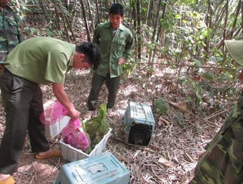 Các cá thể đông vật hoang dã được thả về rừng. Ảnh: K GỬIH –TTXVN Các cá thể đông vật hoang dã được thả về rừng. Ảnh: K GỬIH –TTXVN