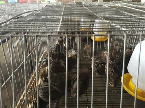 Với nguồn lợi thức ăn từ giun Ấn Độ, anh Thành nuôi thêm chim cút giảm được 30 – 50% chi phí. Ảnh: nongnghiep.vn Với nguồn lợi thức ăn từ giun Ấn Độ, anh Thành nuôi thêm chim cút giảm được 30 – 50% chi phí. Ảnh: nongnghiep.vn