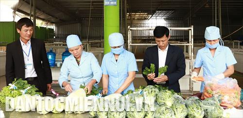 Những năm gần đây, xã viên Hợp tác xã rau an toàn Văn Đức đã thay đổi tư duy để sản xuất theo nhu cầu của thị trường. Theo đó, rau phải đảm bảo an toàn cho sức khỏe người tiêu dùng, không dùng thuốc trừ sâu, thuốc kích thích tăng trưởng.