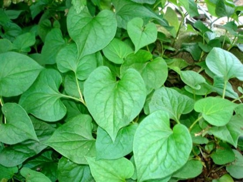 Cây diếp cá. Cây diếp cá.