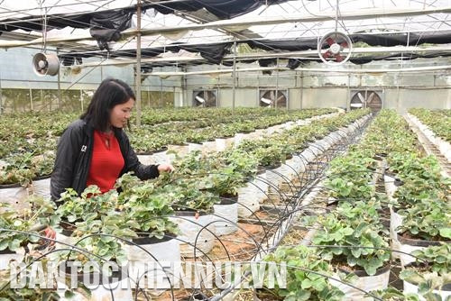 Trồng dâu tây ứng dụng công nghệ cao thu hút khách du lịch đến tham quan, tìm hiểu ở Măng Đen. Ảnh: Quang Thái