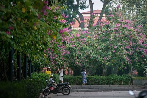 Hoa Ban trắng phớt tím nở trên đường Bắc Sơn mang một vẻ đẹp mỏng manh và thuần khiết. Ảnh: Trọng Đạt - TTXVN Hoa ban Tây Bắc được trồng dày và nở đều và là đoạn đường ngắn nằm phía trước Lăng Bác và có Đài tưởng niệm các anh hùng liệt sỹ. Ảnh: Trọng Đạt - TTXVN Hoa ban trắng phớt tím nở trên đường Hoàng Diệu thu hút sự quan tâm của nhiều bạn trẻ và người dân Thủ đô. Ảnh: Trọng Đạt - TTXVN Hoa ban trắng phớt tím nở trên đường Hoàng Diệu thu hút sự quan tâm của nhiều bạn trẻ và người dân Thủ đô. Ảnh: Trọng Đạt - TTXVN Hoa ban trắng phớt tím nở trên đường Hoàng Diệu thu hút sự quan tâm của nhiều bạn trẻ và người dân Thủ đô. Ảnh: Trọng Đạt - TTXVN Hoa ban tím nở rộ trên góc đường Điện Biên Phủ thu hút sự quan tâm của nhiều bạn trẻ và người dân Thủ đô. Ảnh: Trọng Đạt - TTXVN Hoa Ban tím nở trên đường Điện Biên Phủ. Ảnh: Trọng Đạt - TTXVN Hoa ban trắng phớt tím nở trên đường Hoàng Diệu thu hút sự quan tâm của nhiều bạn trẻ và người dân Thủ đô. Ảnh: Trọng Đạt - TTXVN Phố phường Thủ đô được điểm tô thêm nét đẹp của hoa ban trắng phớt tím nở trên đường Hoàng Diệu. Ảnh: Trọng Đạt - TTXVN Rất đông người dân thủ đô đến ngắm hoa ban nở rộ trên đoạn đường Hoàng Diệu. Ảnh: Trọng Đạt - TTXVN Hoa ban trắng phớt tím nở trên đường Hoàng Diệu, thu hút sự quan tâm của nhiều bạn trẻ và người dân Thủ đô. Ảnh: Trọng Đạt - TTXVN Hoa ban trắng phớt tím nở trên đường Hoàng Diệu, thu hút sự quan tâm của nhiều bạn trẻ và người dân Thủ đô. Ảnh: Trọng Đạt - TTXVN oa ban trắng phớt tím nở trên đường Hoàng Diệu Vẻ đẹp mỏng manh và thuần khiết của hoa ban. Ảnh: Trọng Đạt - TTXVN