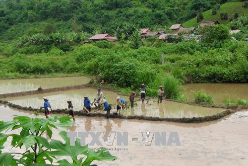 Người dân Si La ở bản Nậm Sin hiện có hơn trên 27ha ruộng nước với hệ thống kênh mương nội đồng khép kín. Ảnh: Xuân Tiến-TTXVN