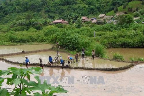 Người dân Si La ở bản Nậm Sin hiện có hơn trên 27ha ruộng nước với hệ thống kênh mương nội đồng khép kín. Ảnh: Xuân Tiến-TTXVN