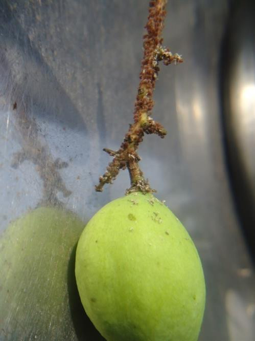 Rầy mềm trên cuống trái. Ảnh: dost-bentre.gov.vn Rầy mềm trên cuống trái. Ảnh: dost-bentre.gov.vn