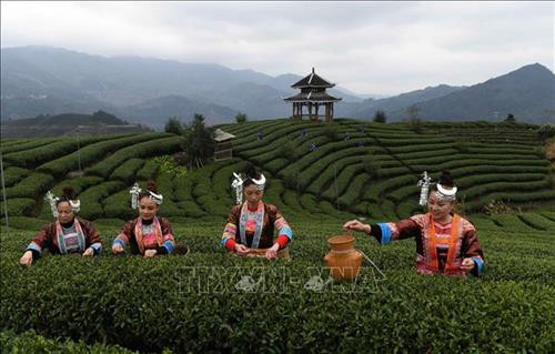 Người dân thu hoạch lá chè tại Khu tự trị dân tộc Choang Quảng Tây, Trung Quốc. Ảnh: THX/ TTXVN Người dân thu hoạch lá chè tại Khu tự trị dân tộc Choang Quảng Tây, Trung Quốc. Ảnh: THX/ TTXVN