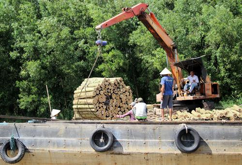 Người dân thu mua keo lai tại huyện U Minh. Ảnh: Huỳnh Thế Anh - TTXVN Người dân thu mua keo lai tại huyện U Minh. Ảnh: Huỳnh Thế Anh - TTXVN