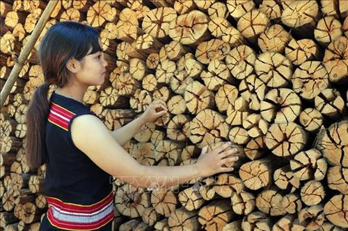 Củi hứa hôn của chị Y Hạo ở làng Dục Nhầy 2, xã Đăk Dục, huyện Ngọc Hồi, tỉnh Kon Tum. Ảnh: Cao Nguyên - TTXVN Củi hứa hôn của chị Y Hạo ở làng Dục Nhầy 2, xã Đăk Dục, huyện Ngọc Hồi, tỉnh Kon Tum. Ảnh: Cao Nguyên - TTXVN