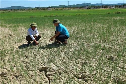 Biến đổi khí hậu gây hạn hán nghiêm trọng tại nhiều tỉnh. Ảnh: Bùi Văn Lanh - TTXVn