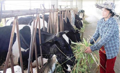 Chăn nuôi bò sữa mang lại hiệu quả kinh tế cao. Ảnh Công Trí-TTXVN Chăn nuôi bò sữa mang lại hiệu quả kinh tế cao. Ảnh Công Trí-TTXVN