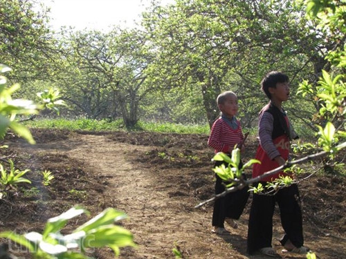 Xao xuyến sắc hoa Mộc Châu ảnh 6