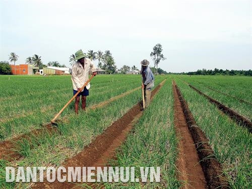 Hành tím là cây trồng đặc sản của người Khmer ở tỉnh Sóc Trăng. Ảnh: Trung Hiếu