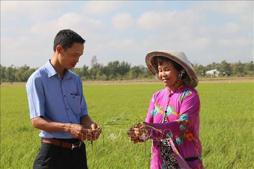 Ruộng lúa 1,7 ha của gia đình bà Phan Thị Lan, xã Tân Hiệp, huyện Trà Cú bị thiệt hại hoàn toàn 1 ha, cán bộ nông nghiệp xã hướng dẫn bà Lan “cứu” 0,7 ha lúa còn lại. Ảnh: Thanh Hòa-TTXVN Ruộng lúa 1,7 ha của gia đình bà Phan Thị Lan, xã Tân Hiệp, huyện Trà Cú bị thiệt hại hoàn toàn 1 ha, cán bộ nông nghiệp xã hướng dẫn bà Lan “cứu” 0,7 ha lúa còn lại. Ảnh: Thanh Hòa-TTXVN