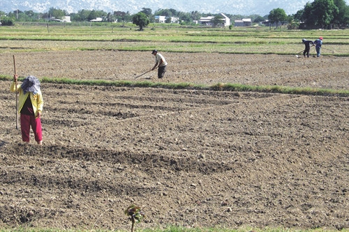 Chuyển đổi đất trồng lúa kém hiệu quả sang trồng các loại cây màu khác