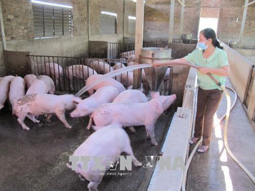 Bà Trần Thị Thoan (xã Ea Păl, huyện Ea Kar) phát triển kinh tế chăn nuôi từ nguồn vốn của Ngân hàng Chính sách xã hội tỉnh Đắk Lắk. Ảnh: Quang Huy - TTXVN Bà Trần Thị Thoan (xã Ea Păl, huyện Ea Kar) phát triển kinh tế chăn nuôi từ nguồn vốn của Ngân hàng Chính sách xã hội tỉnh Đắk Lắk. Ảnh: Quang Huy - TTXVN