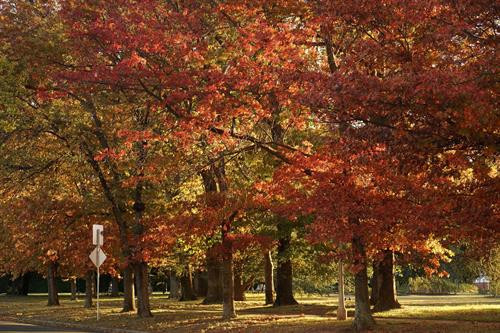 Những hàng cây lá đỏ trải dài thuộc quận Deakin, Canberra. Ảnh: Sao Băng - Pv TTXVN tại Australia Những hàng cây lá đỏ trong khu vực Nhà Quốc hội. Đạp xe hay tản bộ dưới tán cây lá đỏ, lấp lánh những tia nắng mặt trời sẽ là những trải nghiệm khó quên. Ảnh: Sao Băng - Pv TTXVN tại Australia Đường phố Canberra bừng sáng dưới nắng thu rực rỡ. Ảnh: Sao Băng - Pv TTXVN tại Australia Cây lá đổ vàng gần nhà Quốc hội Liên bang. Ảnh: Sao Băng - Pv TTXVN tại Australia Đường phố Canberra bừng sáng dưới nắng thu rực rỡ. Ảnh: Sao Băng - Pv TTXVN tại Australia Đường phố Canberra bừng sáng dưới nắng thu rực rỡ. Ảnh: Sao Băng - Pv TTXVN tại Australia Khu vực trung tâm Canberra nhuộm sắc đỏ. Ảnh: Sao Băng - Pv TTXVN tại Australia Những hàng cây lá đỏ trong khu vực Nhà Quốc hội. Đạp xe hay tản bộ dưới tán cây lá đỏ, lấp lánh những tia nắng mặt trời sẽ là những trải nghiệm khó quên. Tới Canberra mùa Thu, du khách khó có thể quên được một thủ đô tuy vắng nhưng đầy quyến rũ trong mùa thay lá. Ảnh: Sao Băng - Pv TTXVN tại Australia Hàng cây bên bờ hồ Burley Griffin chuyển lá vàng vào mùa Thu. Ảnh: Sao Băng - Pv TTXVN tại Australia Công viên Commonwealth sát bên hồ Burley Griffin. Tới đây vào mùa xuân tháng 9, du khách sẽ được thưởng ngoạn sắc hoa rực rỡ của Lễ hội hoa thường niên. Ảnh: Sao Băng - Pv TTXVN tại Australia Hàng cây bên bờ hồ Burley Griffin chuyển lá vàng vào mùa Thu. Ảnh: Sao Băng - Pv TTXVN tại Australia Hàng cây bên bờ hồ Burley Griffin chuyển lá đỏ vào mùa Thu. Khi mùa xuân tới sẽ nở hoa trắng tinh trước khi lá non xanh đâm chồi. Ảnh: Sao Băng - Pv TTXVN tại Australia Hàng cây bên bờ hồ Burley Griffin chuyển lá đỏ vào mùa Thu. Khi mùa xuân tới sẽ nở hoa trắng tinh trước khi lá non xanh đâm chồi. Ảnh: Sao Băng - Pv TTXVN tại Australia Những hàng cây lá đỏ trải dài thuộc quận Deakin, Canberra. Ảnh: Sao Băng - Pv TTXVN tại Australia Những hàng cây lá đỏ trong khu vực Nhà Quốc hội. Đạp xe hay tản bộ dưới tán cây lá đỏ, lấp lánh những tia nắng mặt trời sẽ là những trải nghiệm khó quên. Ảnh: Sao Băng - Pv TTXVN tại Australia Đường phố Canberra bừng sáng dưới nắng thu rực rỡ. Ảnh: Sao Băng - Pv TTXVN tại Australia Cây lá đổ vàng gần nhà Quốc hội Liên bang. Ảnh: Sao Băng - Pv TTXVN tại Australia Đường phố Canberra bừng sáng dưới nắng thu rực rỡ. Ảnh: Sao Băng - Pv TTXVN tại Australia Đường phố Canberra bừng sáng dưới nắng thu rực rỡ. Ảnh: Sao Băng - Pv TTXVN tại Australia Khu vực trung tâm Canberra nhuộm sắc đỏ. Ảnh: Sao Băng - Pv TTXVN tại Australia Những hàng cây lá đỏ trong khu vực Nhà Quốc hội. Đạp xe hay tản bộ dưới tán cây lá đỏ, lấp lánh những tia nắng mặt trời sẽ là những trải nghiệm khó quên. Tới Canberra mùa Thu, du khách khó có thể quên được một thủ đô tuy vắng nhưng đầy quyến rũ trong mùa thay lá. Ảnh: Sao Băng - Pv TTXVN tại Australia Hàng cây bên bờ hồ Burley Griffin chuyển lá vàng vào mùa Thu. Ảnh: Sao Băng - Pv TTXVN tại Australia Công viên Commonwealth sát bên hồ Burley Griffin. Tới đây vào mùa xuân tháng 9, du khách sẽ được thưởng ngoạn sắc hoa rực rỡ của Lễ hội hoa thường niên. Ảnh: Sao Băng - Pv TTXVN tại Australia Hàng cây bên bờ hồ Burley Griffin chuyển lá vàng vào mùa Thu. Ảnh: Sao Băng - Pv TTXVN tại Australia Hàng cây bên bờ hồ Burley Griffin chuyển lá đỏ vào mùa Thu. Khi mùa xuân tới sẽ nở hoa trắng tinh trước khi lá non xanh đâm chồi. Ảnh: Sao Băng - Pv TTXVN tại Australia Hàng cây bên bờ hồ Burley Griffin chuyển lá đỏ vào mùa Thu. Khi mùa xuân tới sẽ nở hoa trắng tinh trước khi lá non xanh đâm chồi. Ảnh: Sao Băng - Pv TTXVN tại Australia