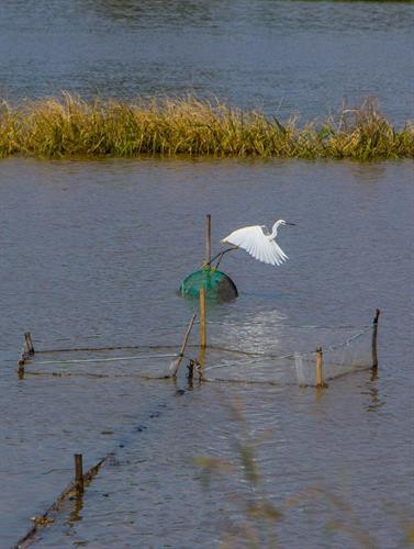 Nét độc đáo trong mùa nước nổi ở Hậu Giang. Ảnh: Duy Khương - TTXVN