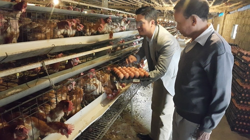 Trang trại gà gần 10.000 con của cơ sở chăn nuôi Quang Hằng-thành viên của HTX. Trang trại gà gần 10.000 con của cơ sở chăn nuôi Quang Hằng-thành viên của HTX.