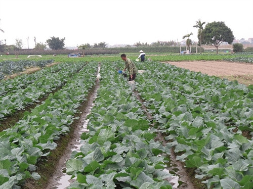 Giờ đây, màu xanh bao trùm những cánh đồng su su, khoai lang, ngô thương phẩm ngút ngàn thay cho khung cảnh bùn đất tang thương trước đó Giờ đây, màu xanh bao trùm những cánh đồng su su, khoai lang, ngô thương phẩm ngút ngàn thay cho khung cảnh bùn đất tang thương trước đó