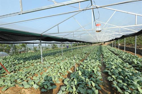 Kiểm tra xây dựng nông thôn mới, thăm các mô hình sản xuất nông nghiệp công nghệ cao tại huyện Thạch Thất ảnh 3