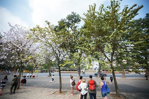 Hoa ban nở rộ trên đoạn đường Hoàng Diệu cạnh Hoàng Thành Thăng Long. Ảnh: Trọng Đạt - TTXVN