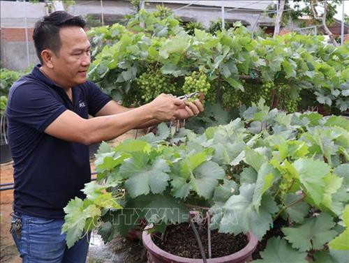 Chăm sóc nho kiểng tại Hợp tác xã nho kiểng A8 (xã Phước Thuận, huyện Ninh Phước). Ảnh: Nguyễn Thành – TTXVN Chăm sóc nho kiểng tại Hợp tác xã nho kiểng A8 (xã Phước Thuận, huyện Ninh Phước). Ảnh: Nguyễn Thành – TTXVN
