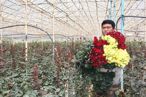 Anh Pang Ting Sin hiện có khoảng 6 sào hoa hồng Anh Pang Ting Sin hiện có khoảng 6 sào hoa hồng