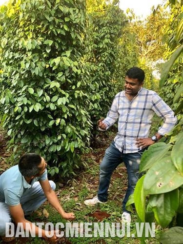 Khách nước ngoài tham quan vườn tiêu sạch Lệ Chí tại xã Nam Yang, huyện Đăk Đoa. Ảnh: Hồng Điệp