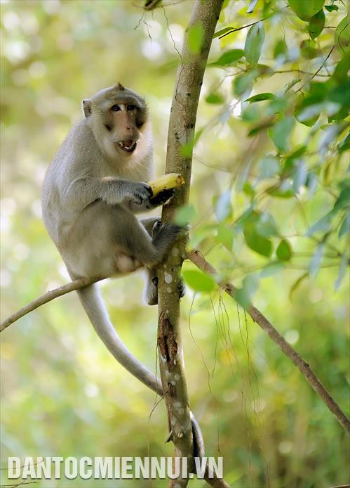 Các loại động vật sống trong môi trường tự nhiên tại vườn Quốc gia U Minh Thượng. Ảnh: An Hiếu Các loại động vật sống trong môi trường tự nhiên tại vườn Quốc gia U Minh Thượng. Ảnh: An Hiếu