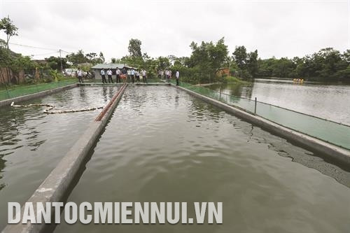 Áp dụng công nghệ “sông trong ao” để nuôi cá rô phi tại hộ gia đình anh Nguyễn Tuấn Văn ở thôn Thụy Khuê, xã Sài Sơn, huyện Quốc Oai. Ảnh: Hoàng Hà