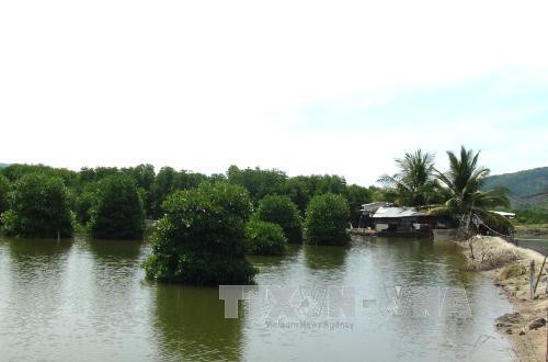 Khánh Hòa khôi phục và bảo tồn rừng ngập mặn ven đầm, vịnh biển. Ảnh: Nguyên Lý - TTXVN Khánh Hòa khôi phục và bảo tồn rừng ngập mặn ven đầm, vịnh biển. Ảnh: Nguyên Lý - TTXVN