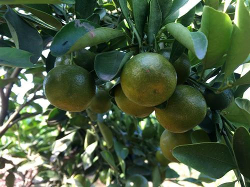 Những cây hạnh chờ đến ngày được ra chậu. Ảnh: baoangiang.com.vn Những cây hạnh chờ đến ngày được ra chậu. Ảnh: baoangiang.com.vn